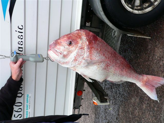 Whyalla 14.3 KG Whyalla 14.3 KG